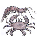 虾蟹,螃蟹,虾 prawn and crab