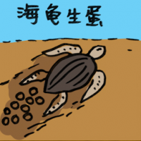 海龟生蛋 sea turtle laying eggs